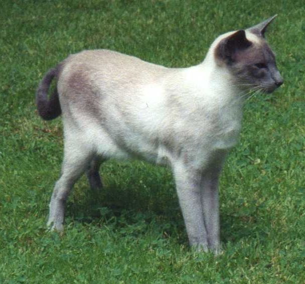 blue tipped siamese